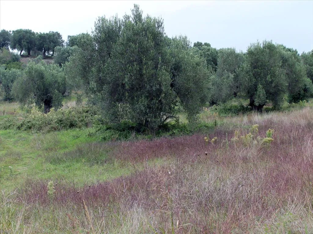 γη προς πώληση 18237 τ.μ Κασσάνδρα Χαλκιδική