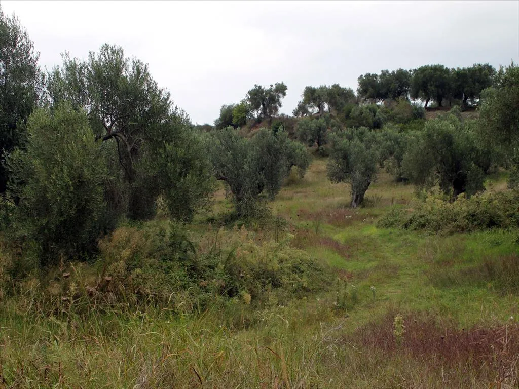 γη προς πώληση 18237 τ.μ Κασσάνδρα Χαλκιδική