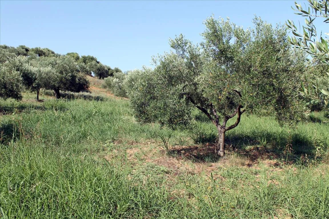 γη προς πώληση 2500 τ.μ Σιθωνία Χαλκιδική