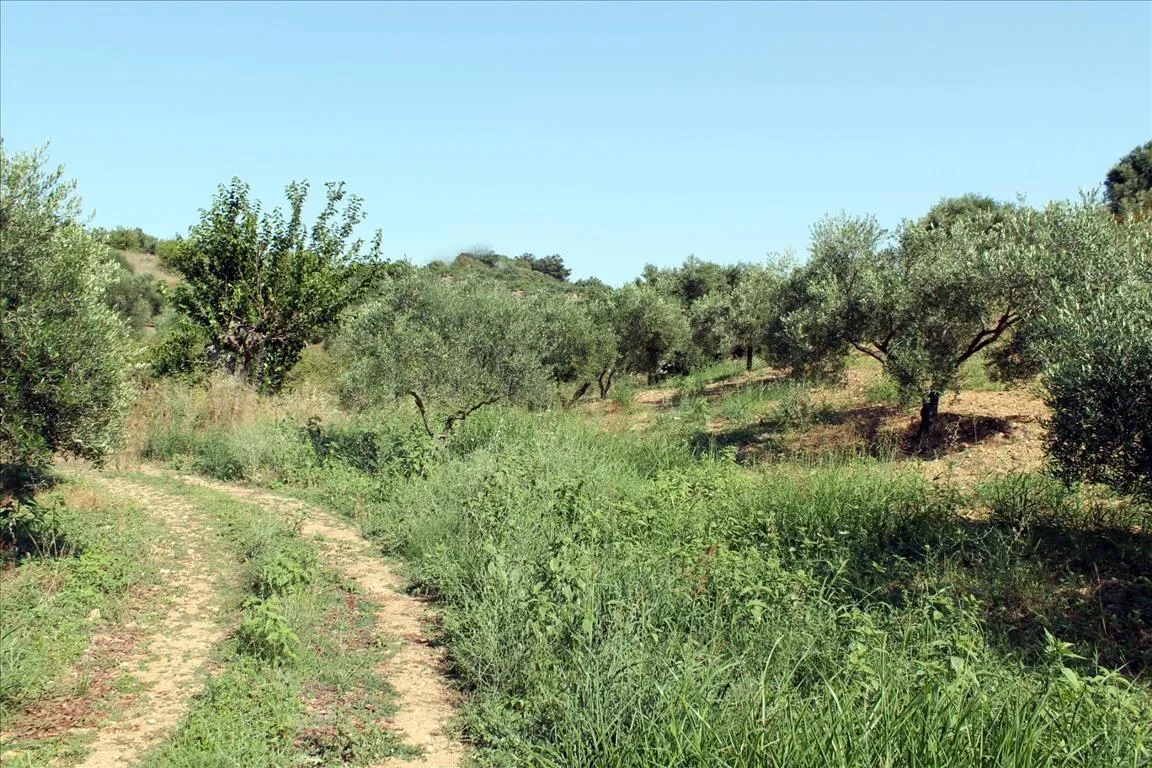 γη προς πώληση 2500 τ.μ Σιθωνία Χαλκιδική