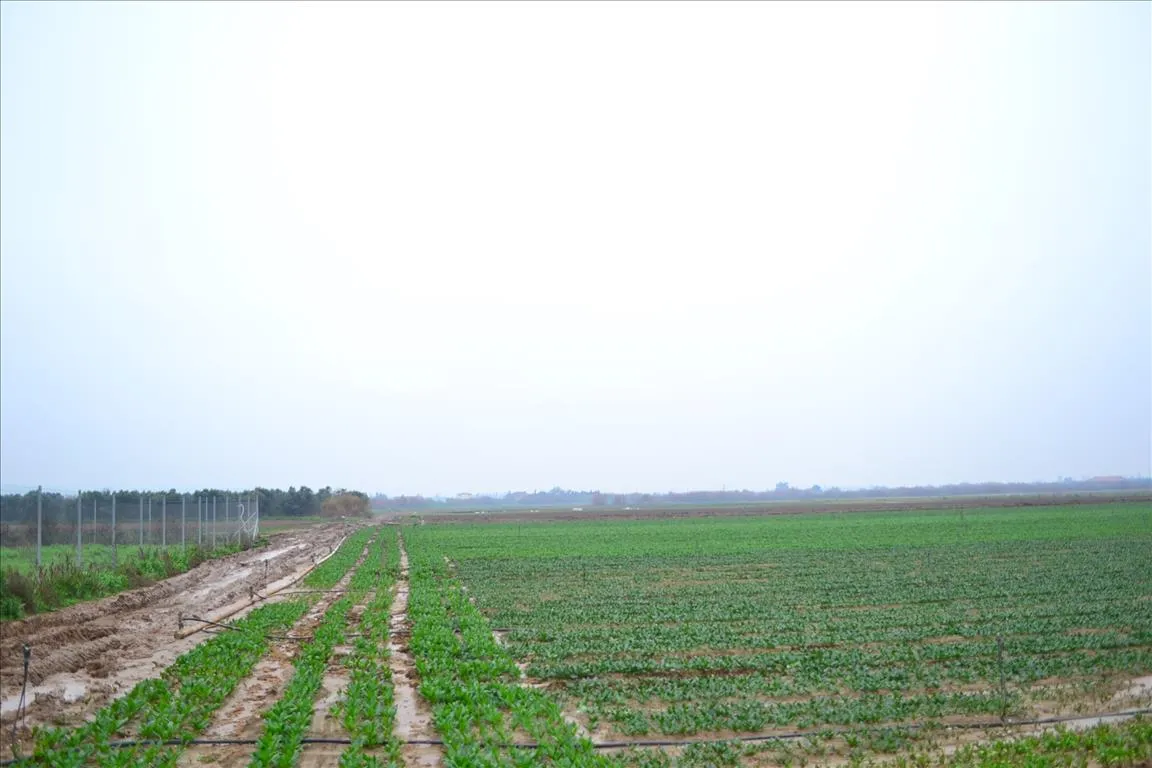 γη προς πώληση 4200 τ.μ Βασιλικά Προάστια Θεσσαλονίκης