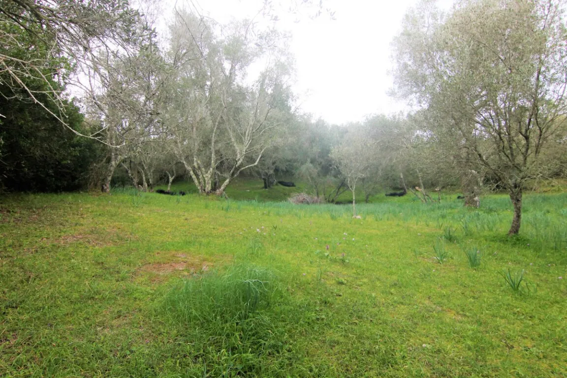 γη προς πώληση 4216 τ.μ Κέρκυρα Νομός Κέρκυρας