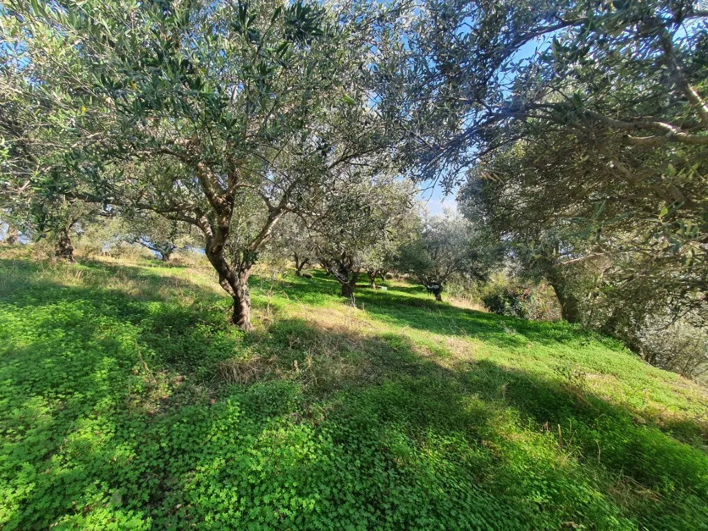 γη προς πώληση 1500 τ.μ Γάζι Νομός Ηρακλείου