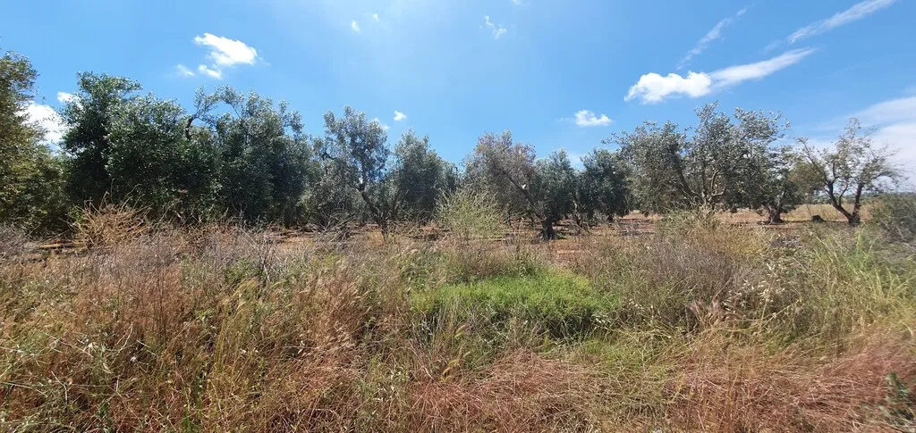 οικόπεδο προς πώληση 18000 τ.μ Νέα Προποντίδα Χαλκιδική