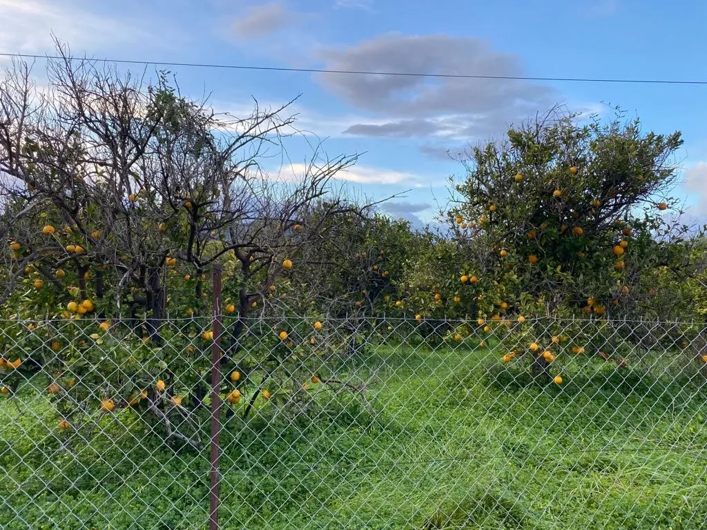 γη προς πώληση 5321 τ.μ Θέρισος Νομός Χανίων