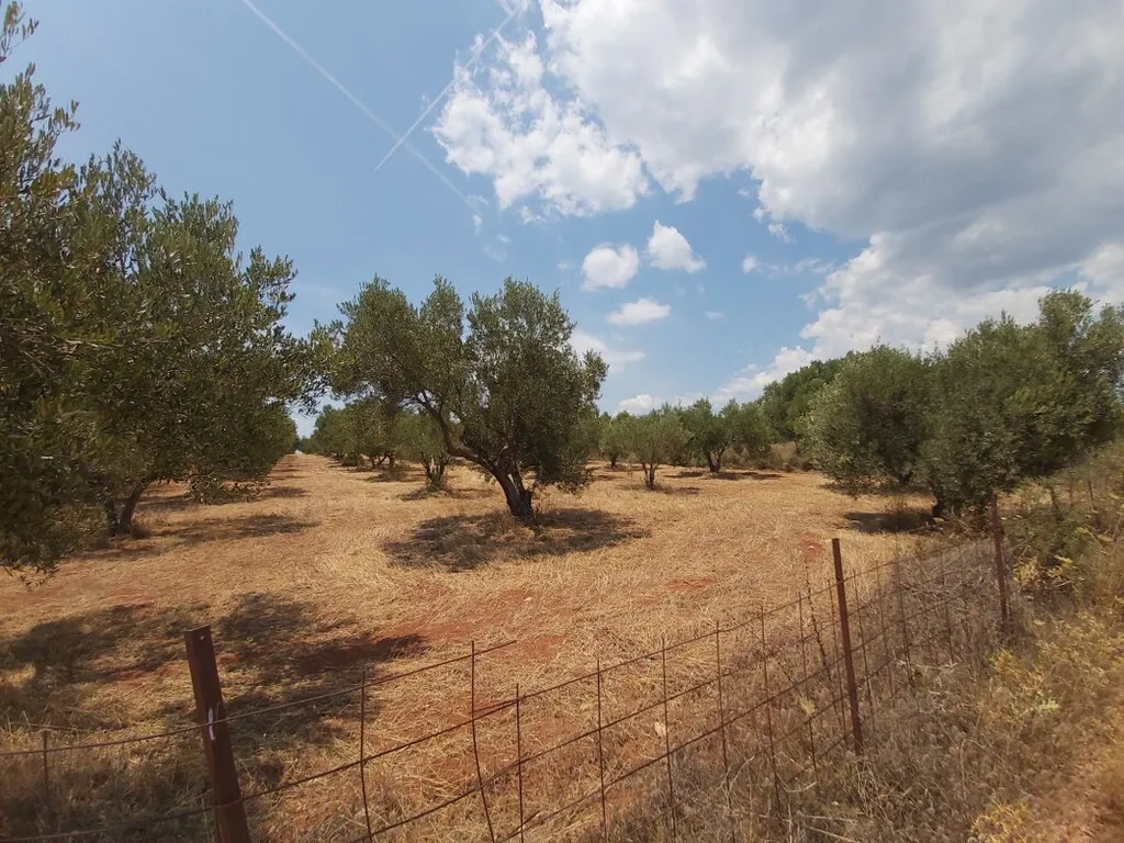 γη προς πώληση 8300 τ.μ Σιθωνία Χαλκιδική