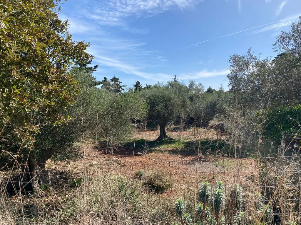 γη προς πώληση 5687 τ.μ Βάμος Νομός Χανίων