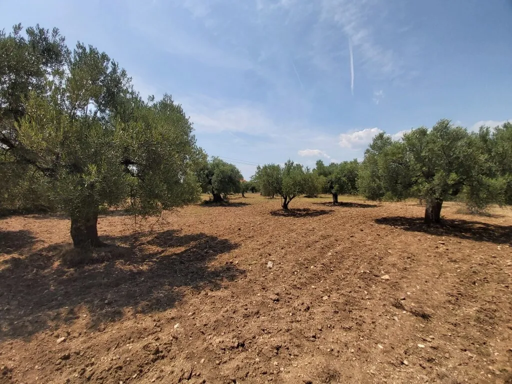 γη προς πώληση 8000 τ.μ Σιθωνία Χαλκιδική