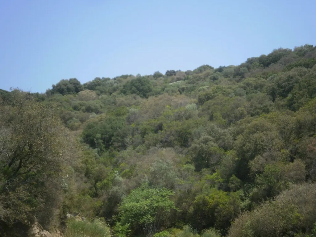 γη προς πώληση 6070 τ.μ Αριστοτέλης Χαλκιδική