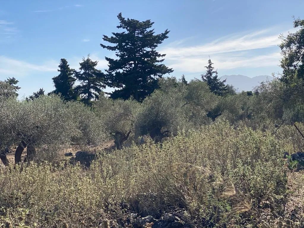 γη προς πώληση 5687 τ.μ Βάμος Νομός Χανίων