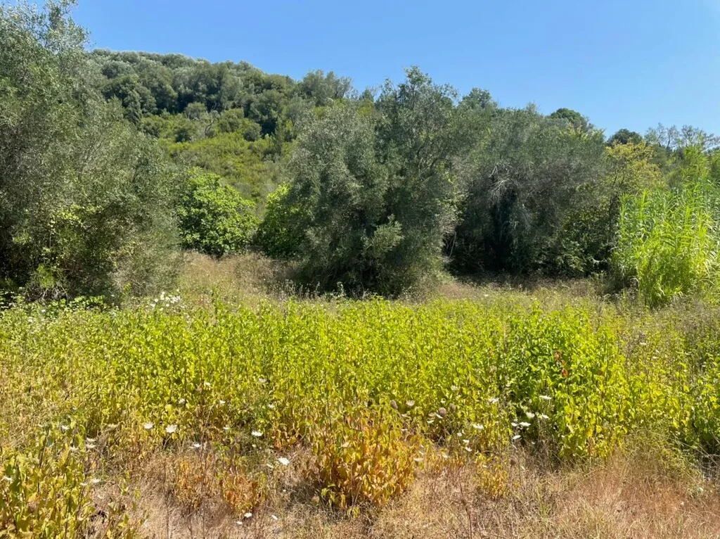 γη προς πώληση 11450 τ.μ Κέρκυρα Νομός Κέρκυρας