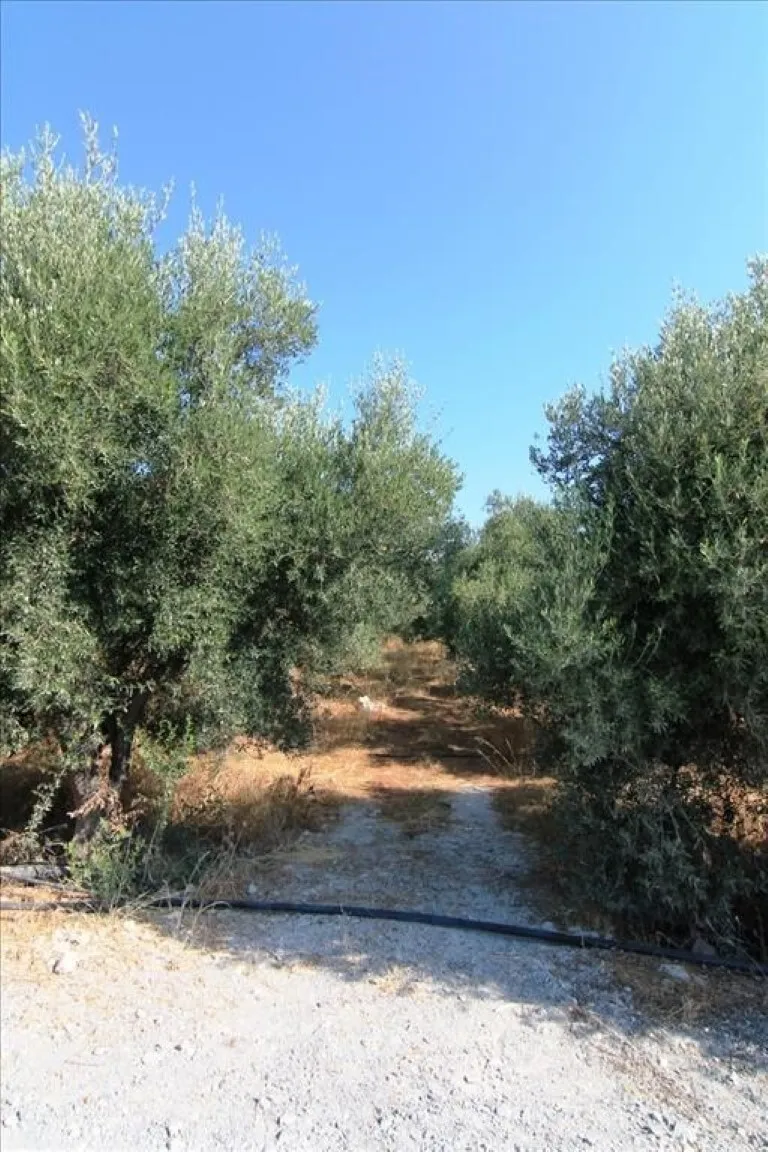 γη προς πώληση 5000 τ.μ Νεάπολη Νομός Λασιθίου