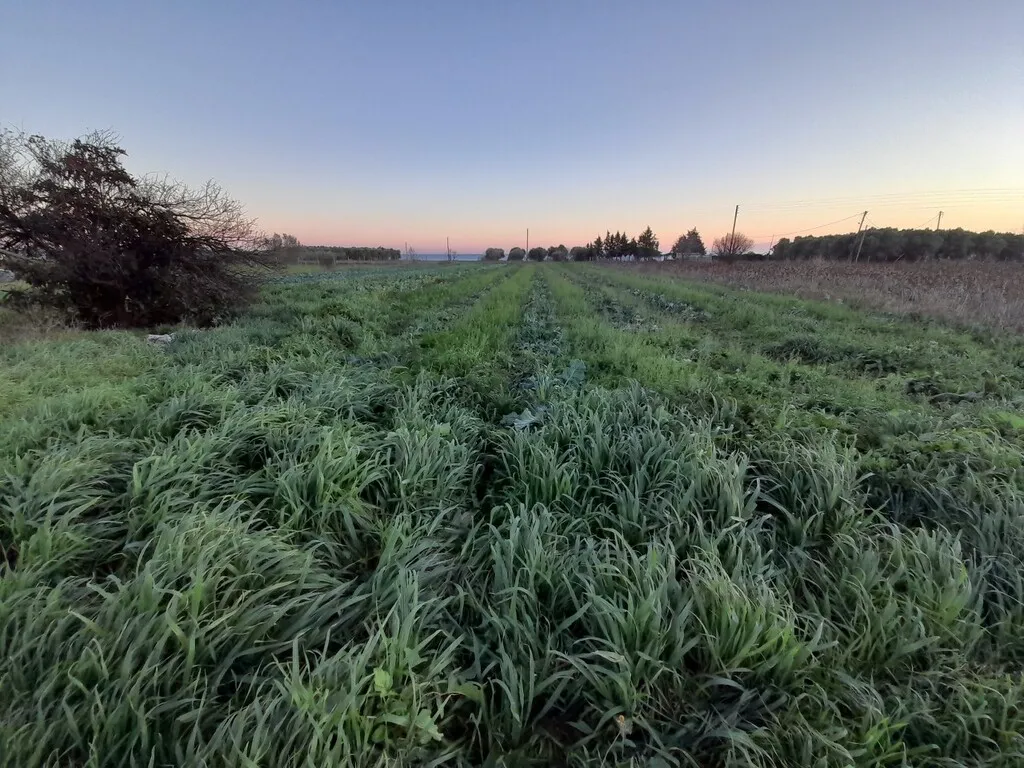 γη προς πώληση 5000 τ.μ Επανωμή Προάστια Θεσσαλονίκης