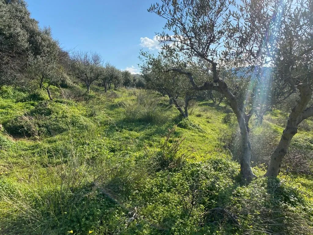 γη προς πώληση 2562 τ.μ Κολυμβάρι Νομός Χανίων