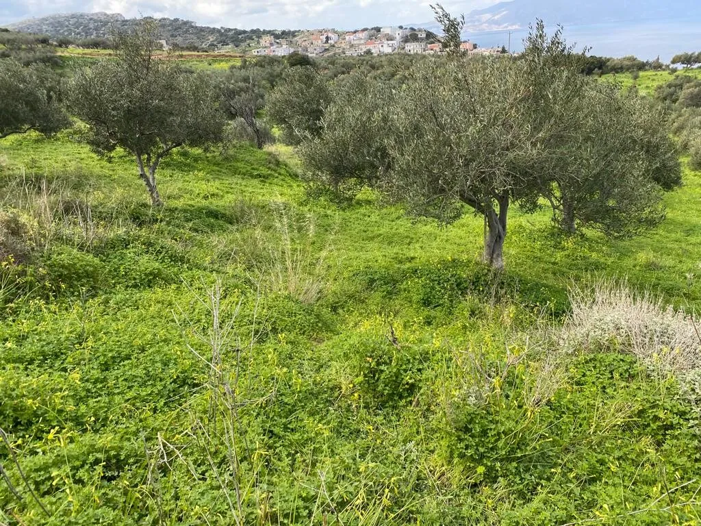 γη προς πώληση 2140 τ.μ Κολυμβάρι Νομός Χανίων
