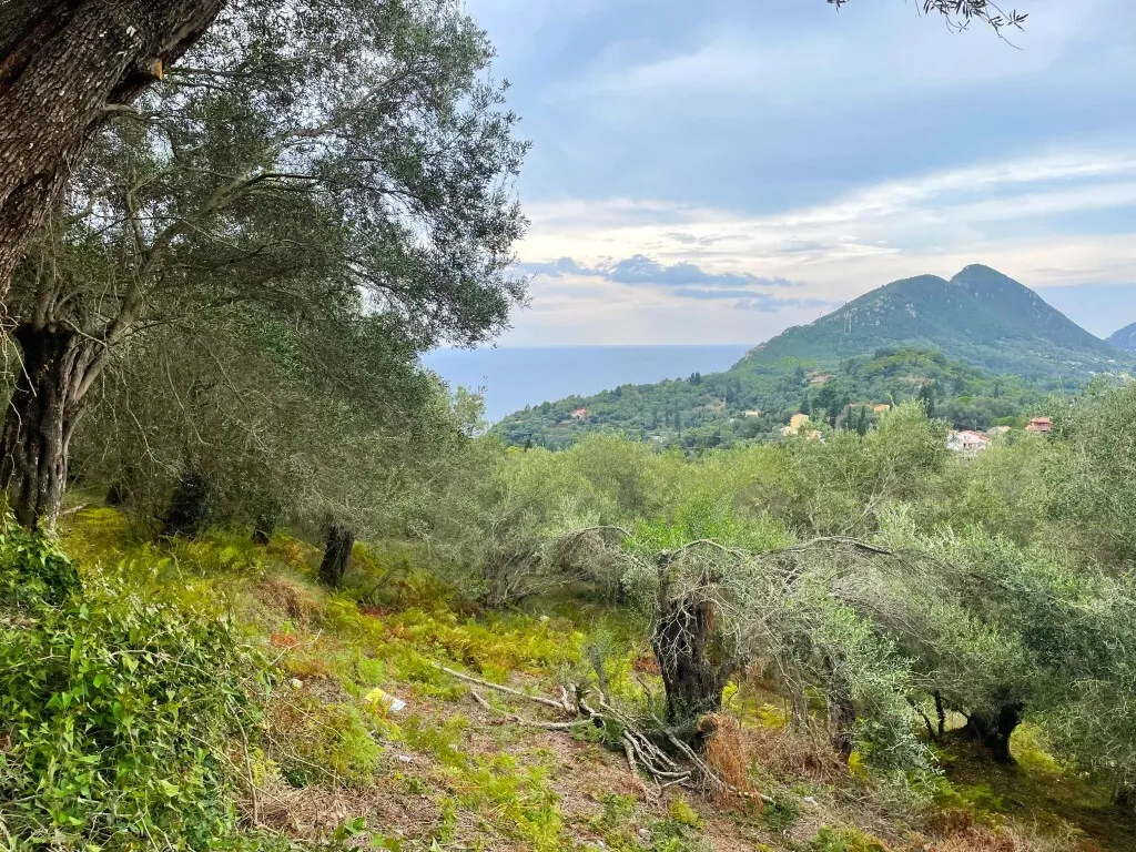 γη προς πώληση 1202 τ.μ Κέρκυρα Νομός Κέρκυρας