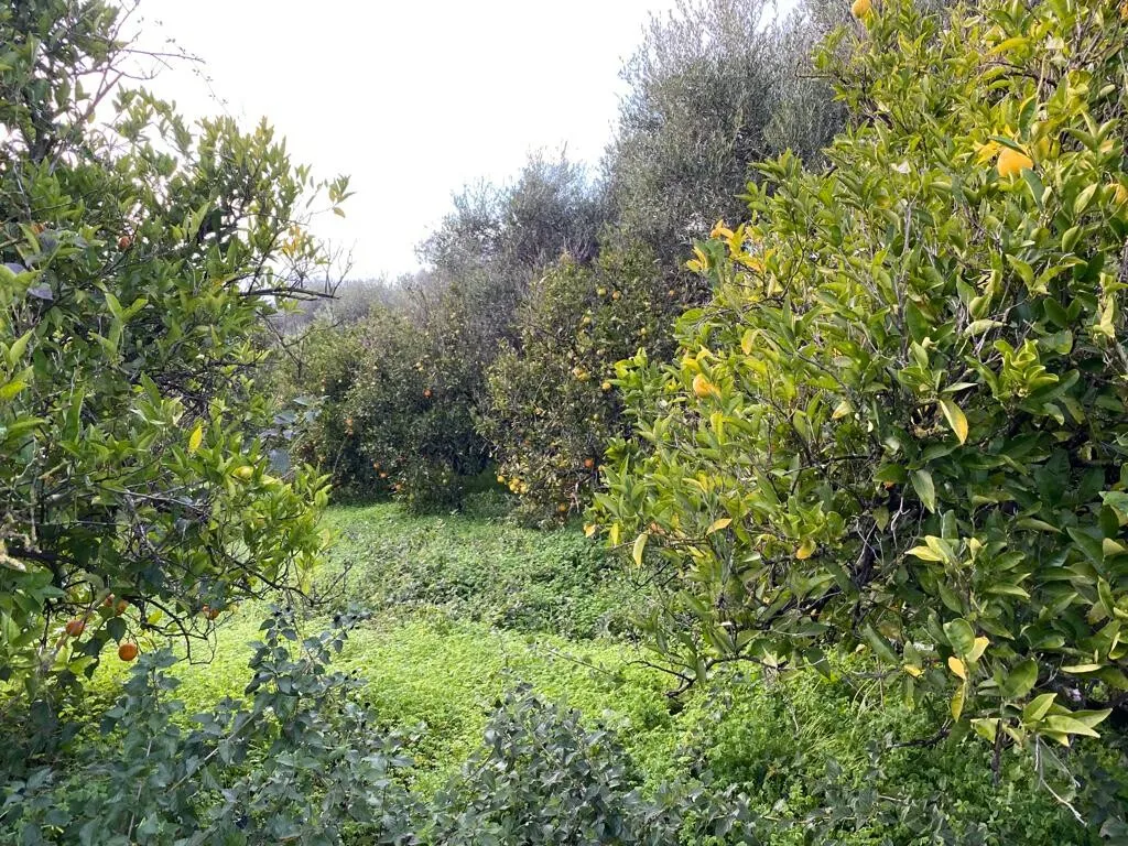 γη προς πώληση 5321 τ.μ Θέρισος Νομός Χανίων