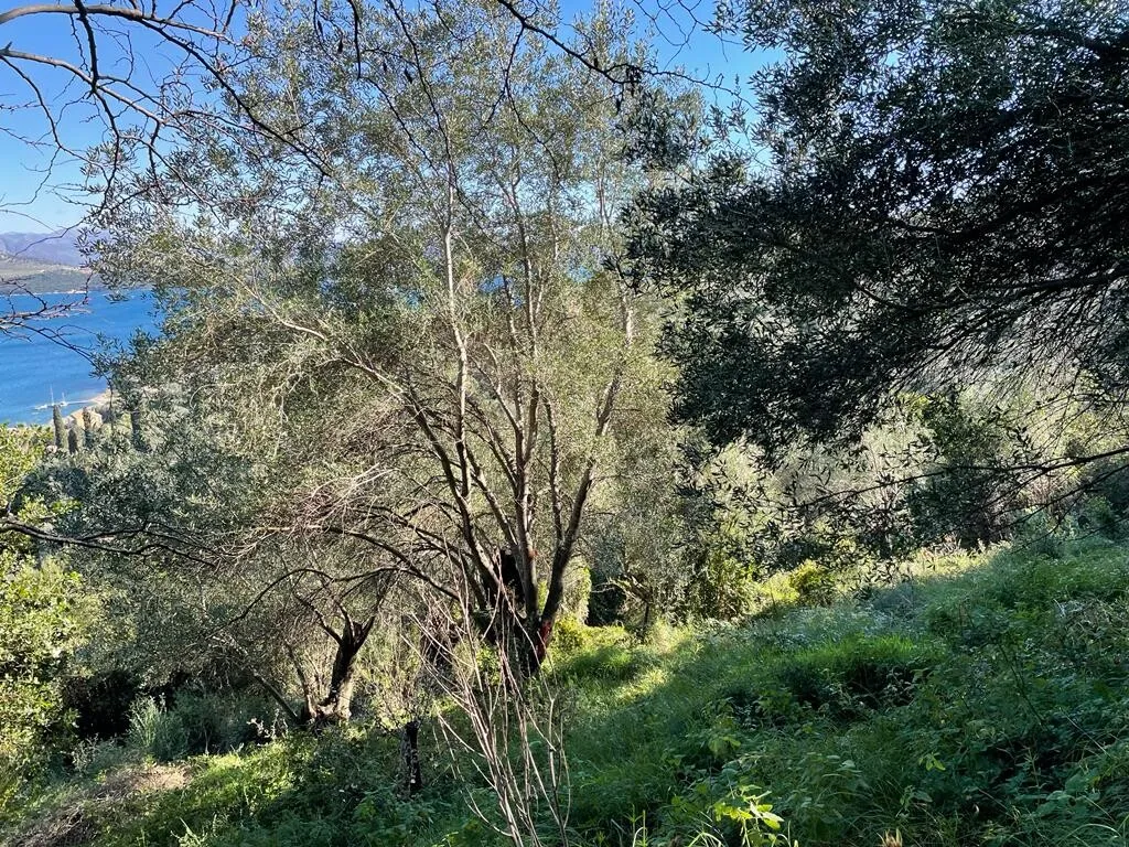 γη προς πώληση 2400 τ.μ Κέρκυρα Νομός Κέρκυρας