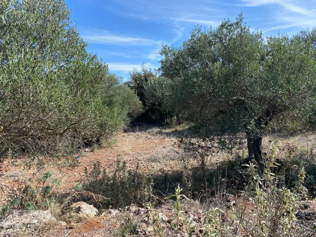 γη προς πώληση 1670 τ.μ Βάμος Νομός Χανίων