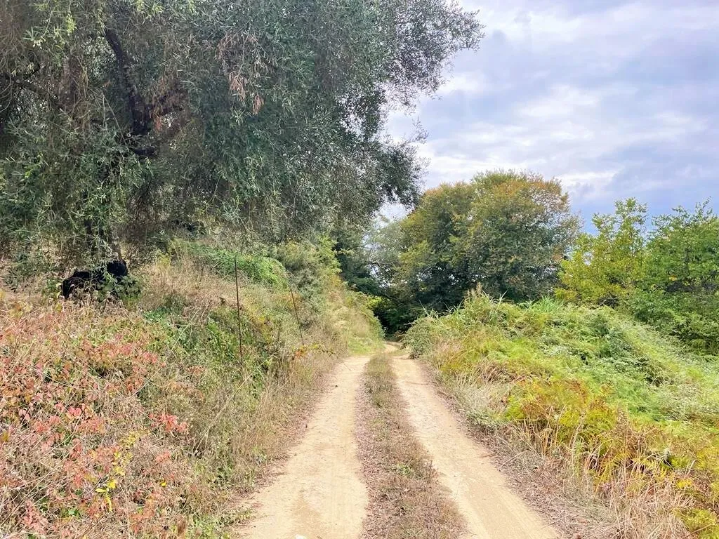 γη προς πώληση 10000 τ.μ Κέρκυρα Νομός Κέρκυρας