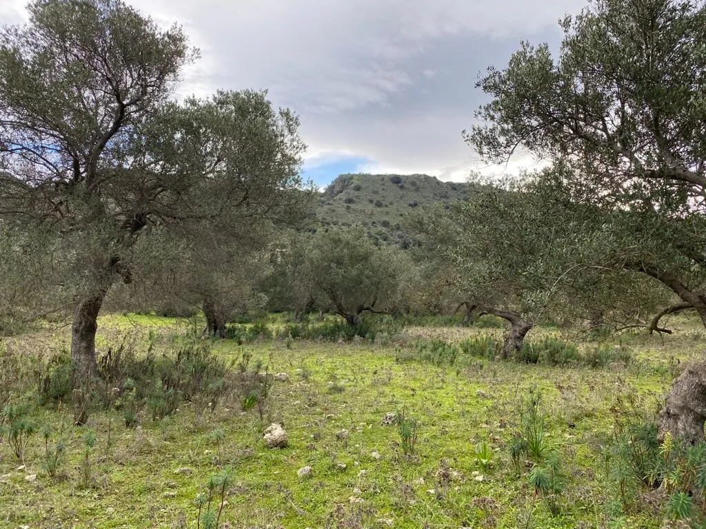 γη προς πώληση 4022 τ.μ Βάμος Νομός Χανίων