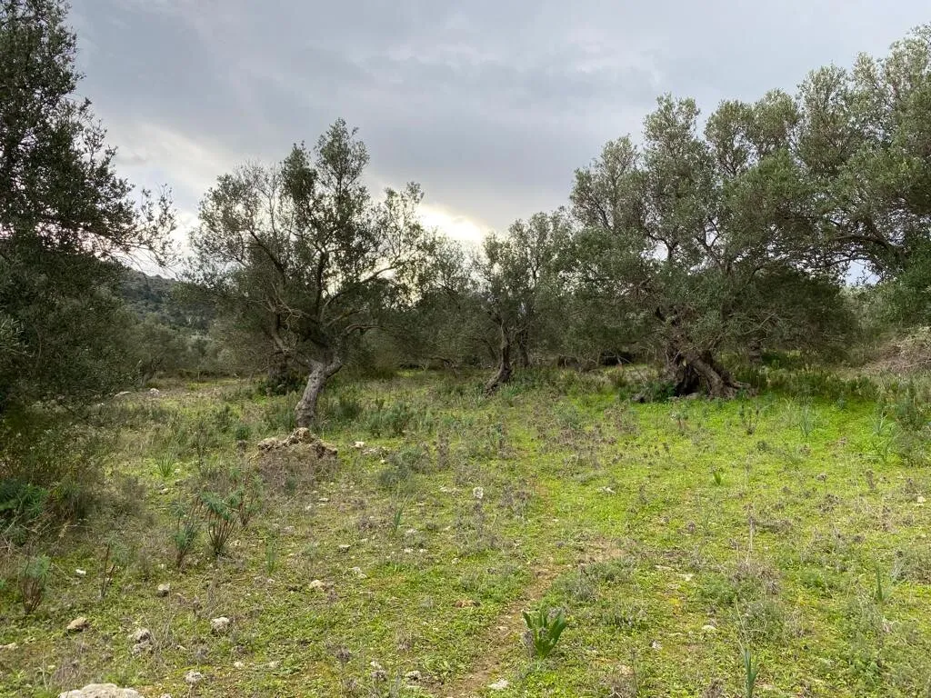 γη προς πώληση 4022 τ.μ Βάμος Νομός Χανίων