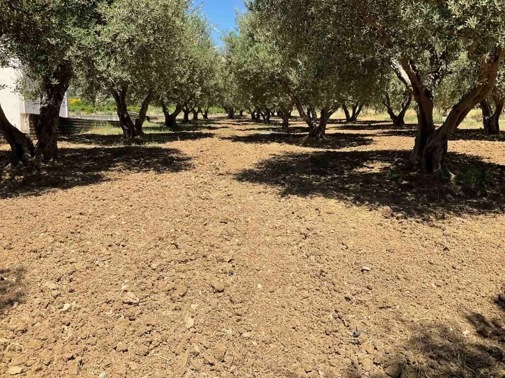 γη προς πώληση 1800 τ.μ Τετράχωροι Νομός Ηρακλείου