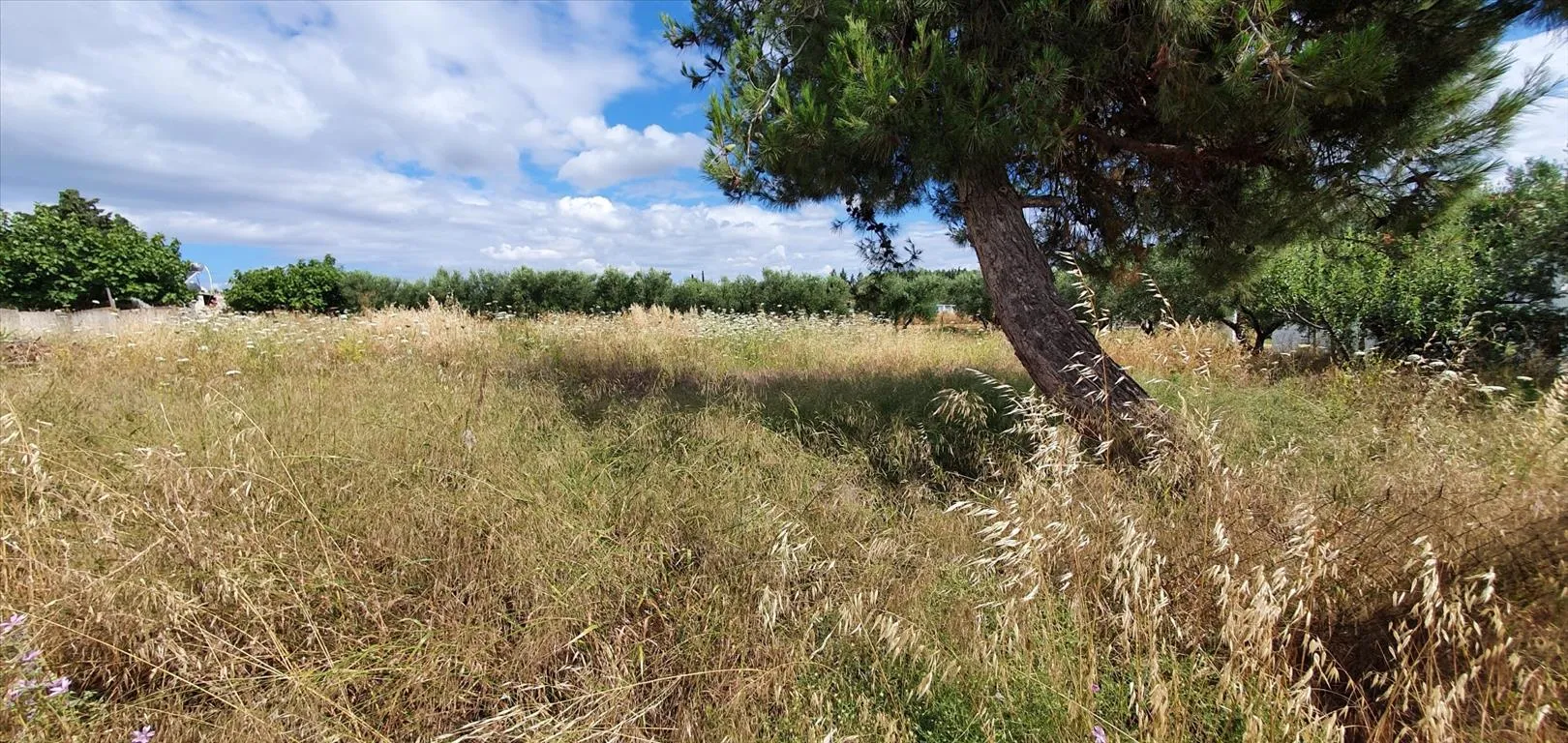 οικόπεδο προς πώληση 2025 τ.μ Κασσάνδρα Χαλκιδική