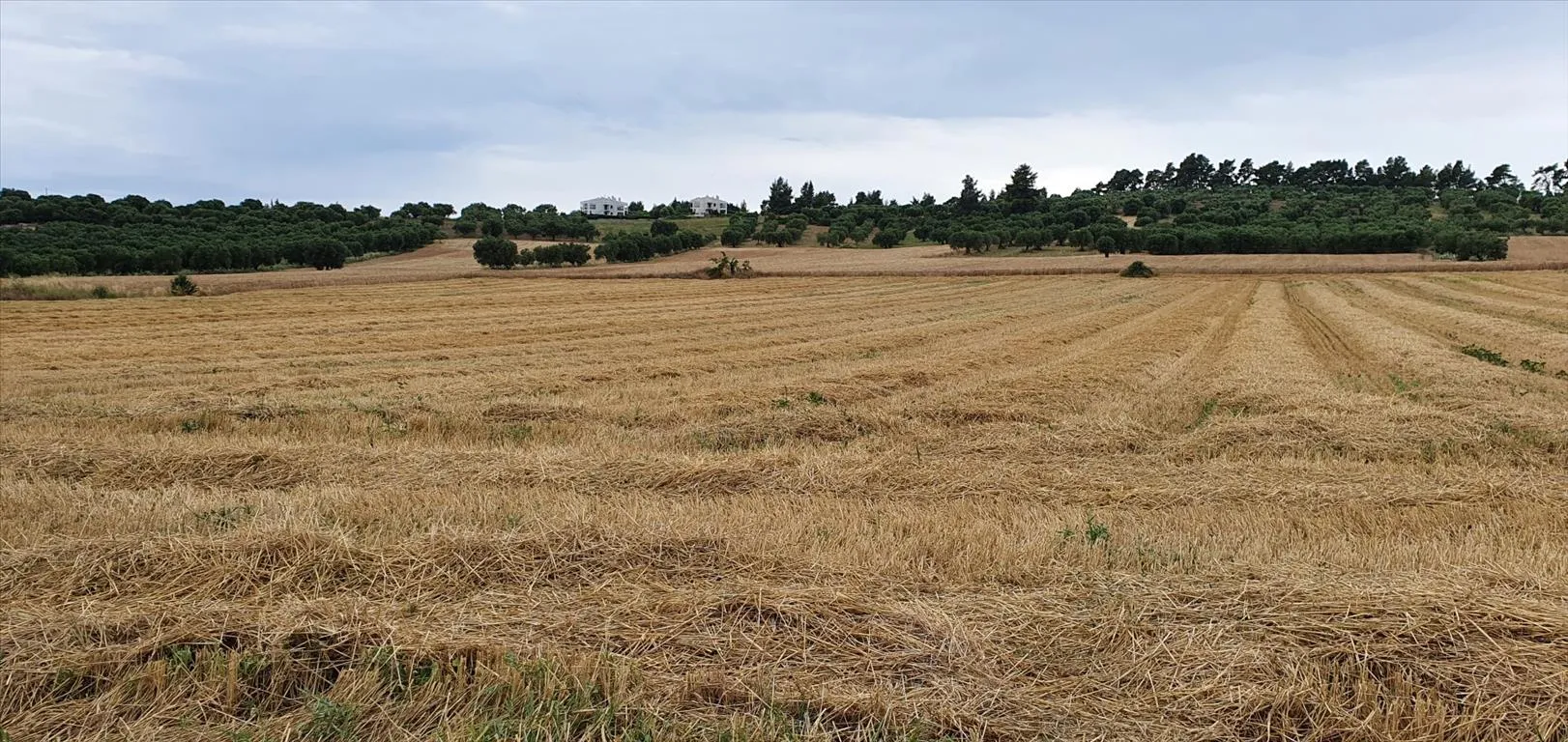 οικόπεδο προς πώληση 9900 τ.μ Κασσάνδρα Χαλκιδική