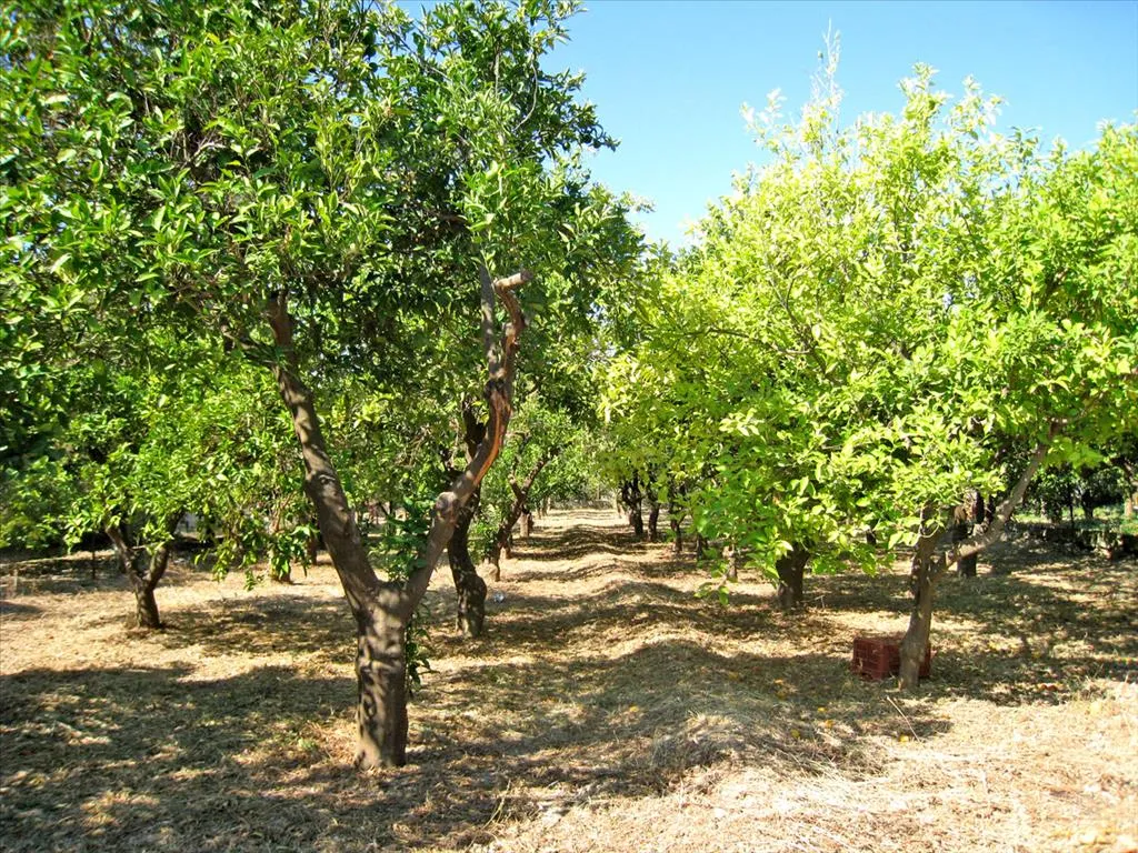οικόπεδο προς πώληση 782 τ.μ Βέλο Κορινθία