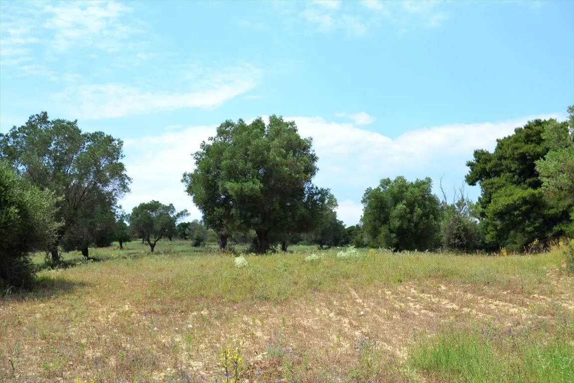 οικόπεδο προς πώληση 11500 τ.μ Κασσάνδρα Χαλκιδική