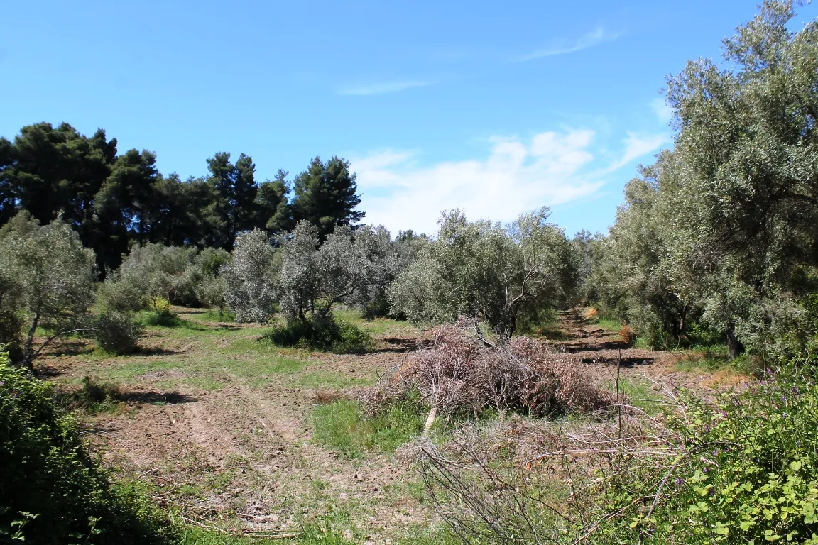 οικόπεδο προς πώληση 10181 τ.μ Κασσάνδρα Χαλκιδική
