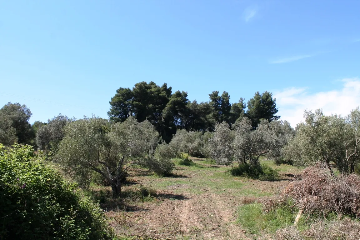 οικόπεδο προς πώληση 10181 τ.μ Κασσάνδρα Χαλκιδική