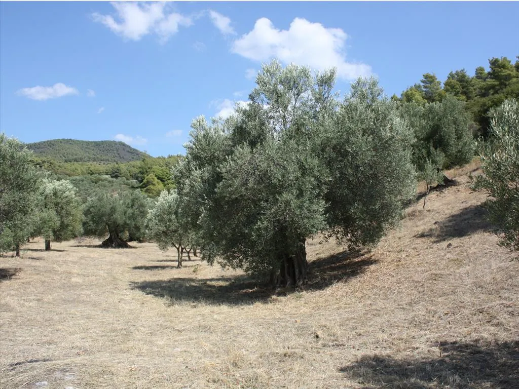 οικόπεδο προς πώληση 2654 τ.μ Σιθωνία Χαλκιδική