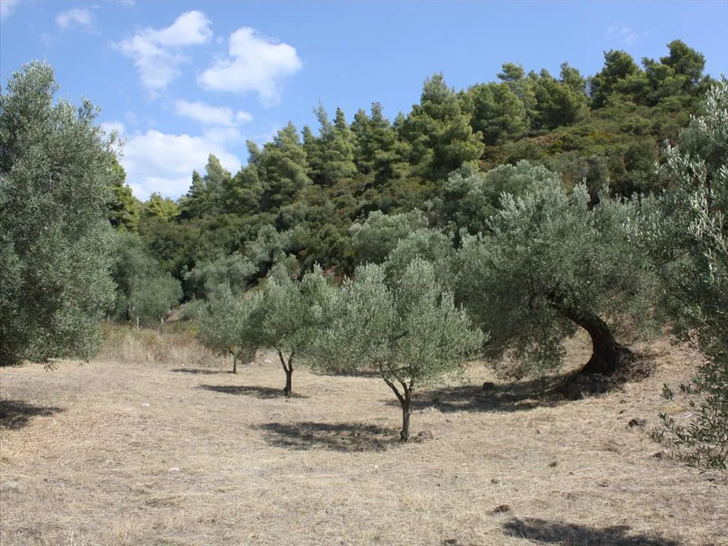 οικόπεδο προς πώληση 2654 τ.μ Σιθωνία Χαλκιδική