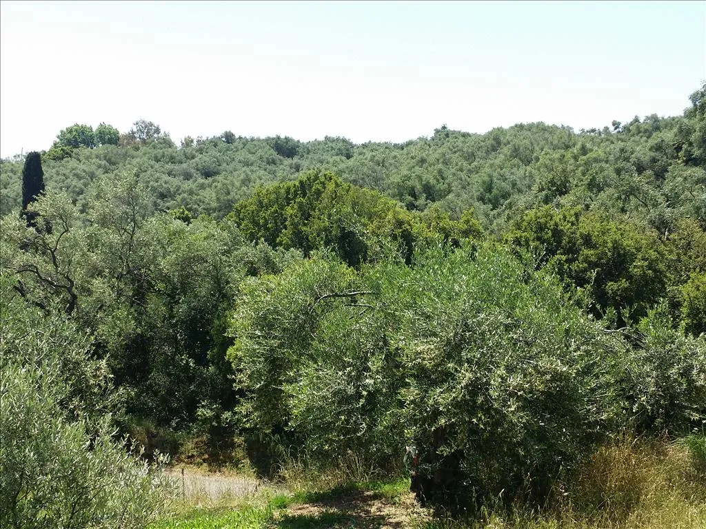 οικόπεδο προς πώληση 5650 τ.μ Κέρκυρα Νομός Κέρκυρας
