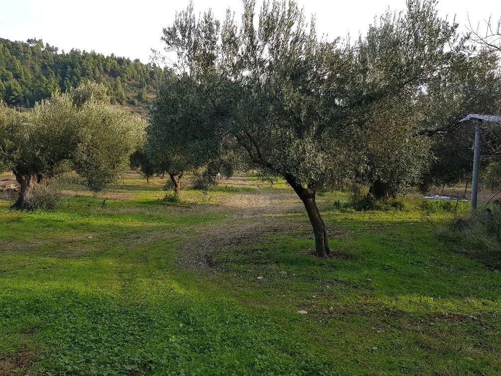 οικόπεδο προς πώληση 4000 τ.μ Κασσάνδρα Χαλκιδική