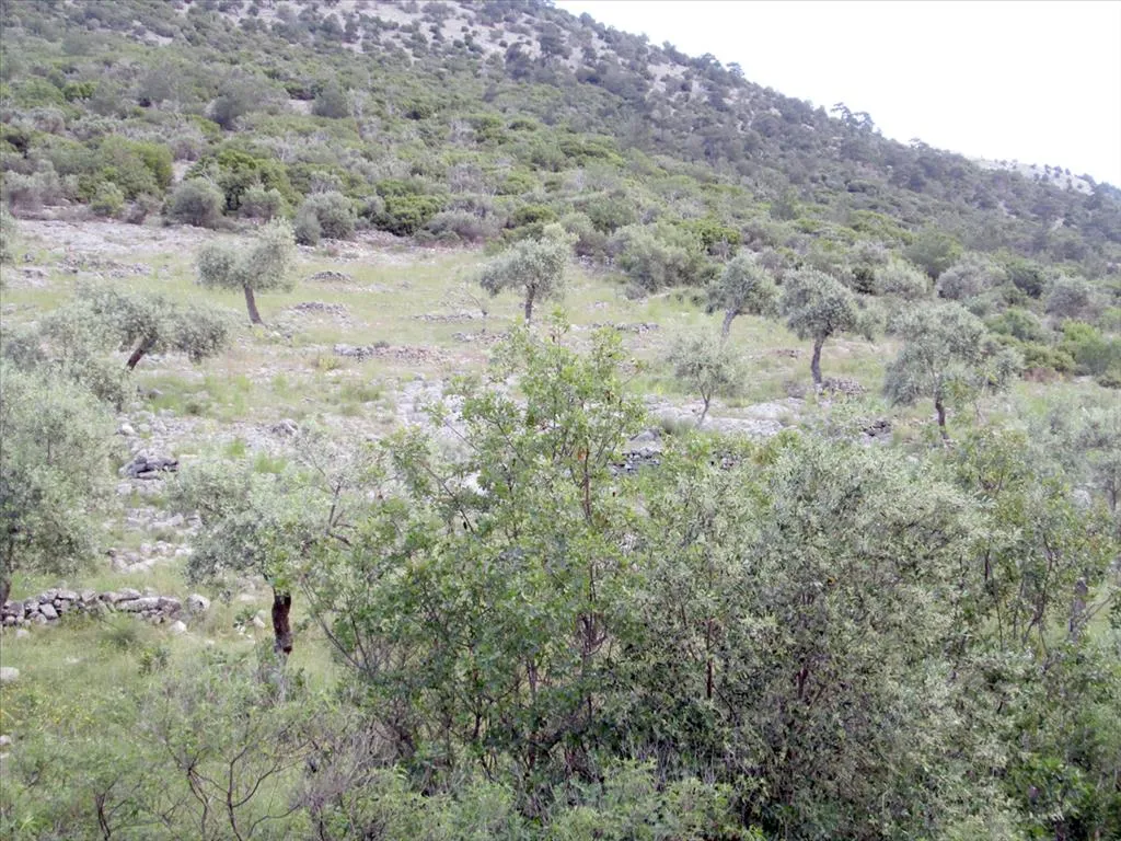 οικόπεδο προς πώληση 8140 τ.μ Θάσος Νομός Καβάλας
