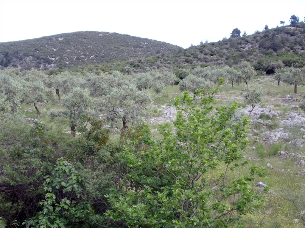 οικόπεδο προς πώληση 8140 τ.μ Θάσος Νομός Καβάλας