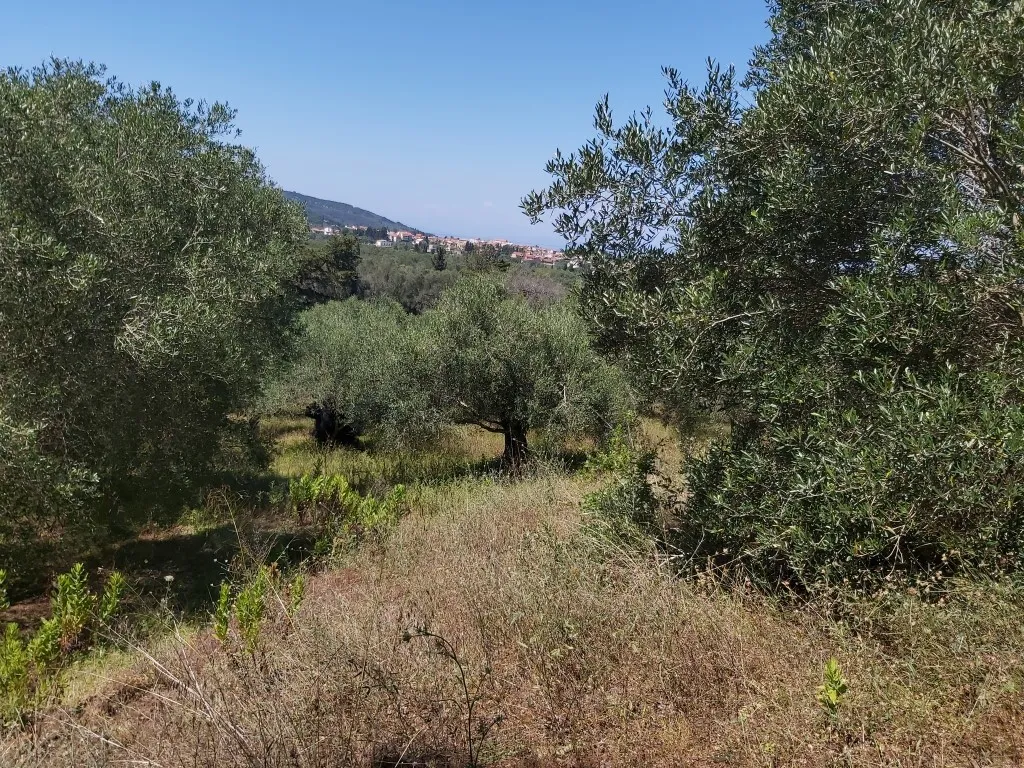 οικόπεδο προς πώληση 4800 τ.μ Κέρκυρα Νομός Κέρκυρας