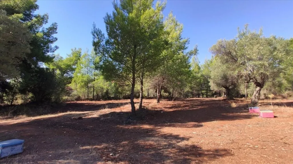 οικόπεδο προς πώληση 1206 τ.μ Πολύγυρος Χαλκιδική