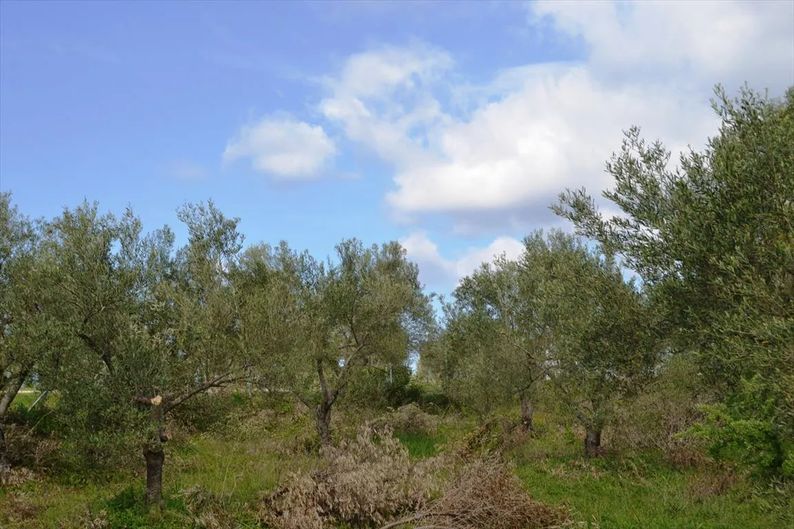 οικόπεδο προς πώληση 3600 τ.μ Κασσάνδρα Χαλκιδική