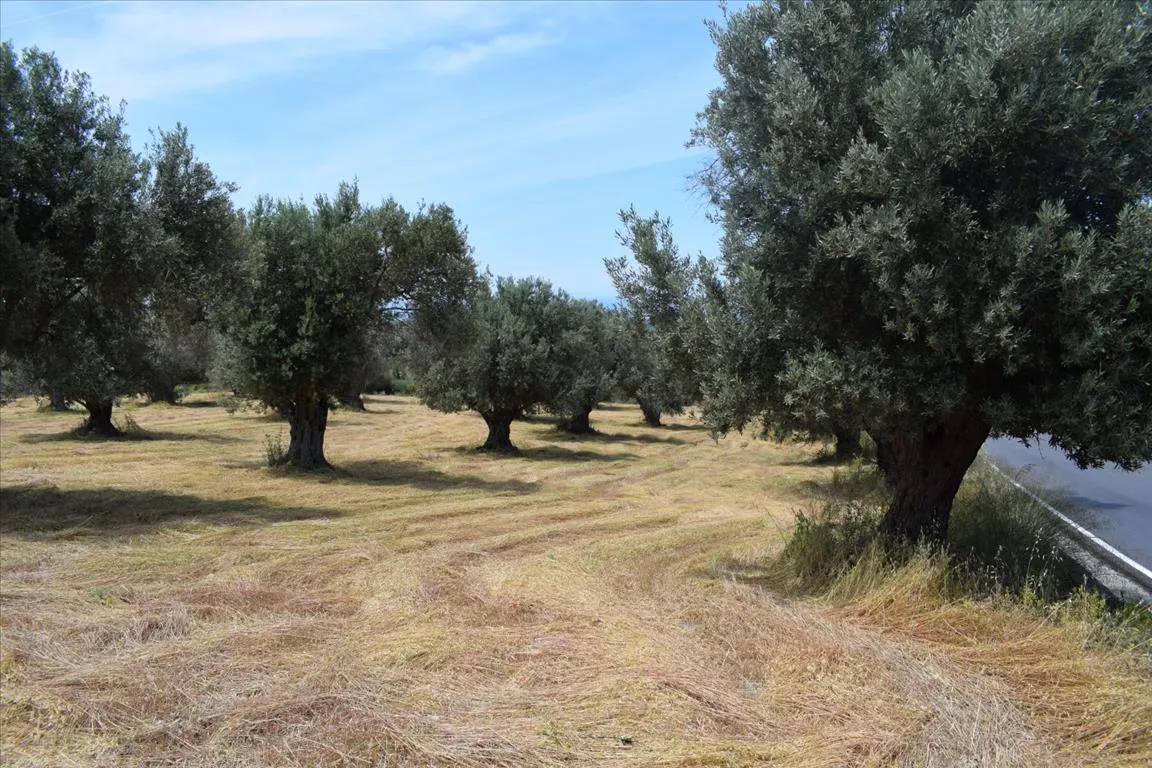 οικόπεδο προς πώληση 5400 τ.μ Αρκάδι Νομός Ρεθύμνου