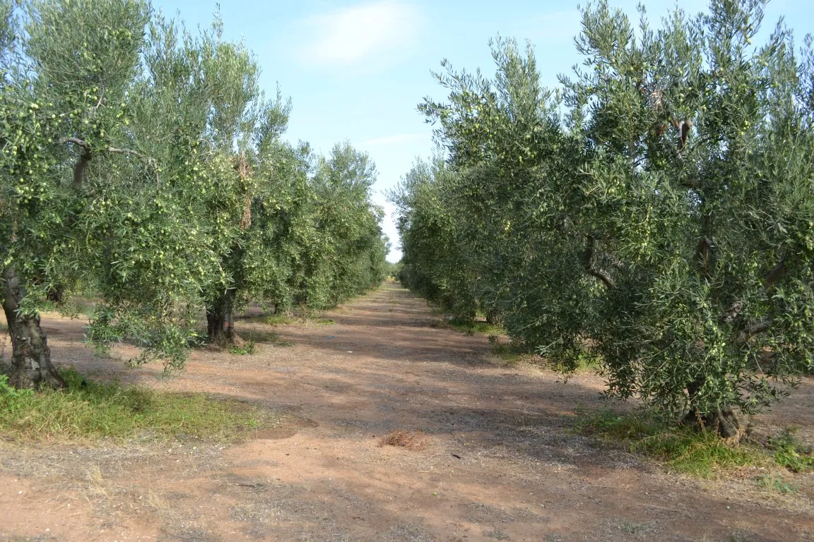 οικόπεδο προς πώληση 12375 τ.μ Νέα Προποντίδα Χαλκιδική