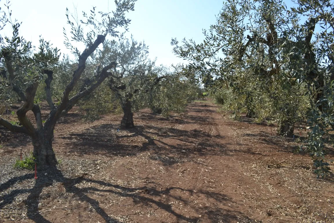 οικόπεδο προς πώληση 5000 τ.μ Νέα Προποντίδα Χαλκιδική