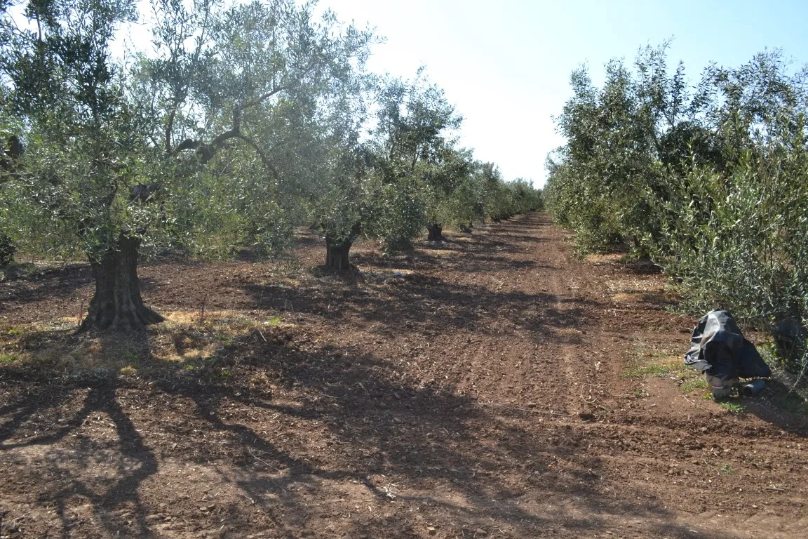 οικόπεδο προς πώληση 5000 τ.μ Νέα Προποντίδα Χαλκιδική