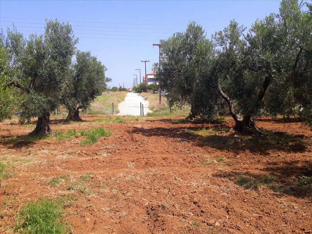 οικόπεδο προς πώληση 6400 τ.μ Πολύγυρος Χαλκιδική