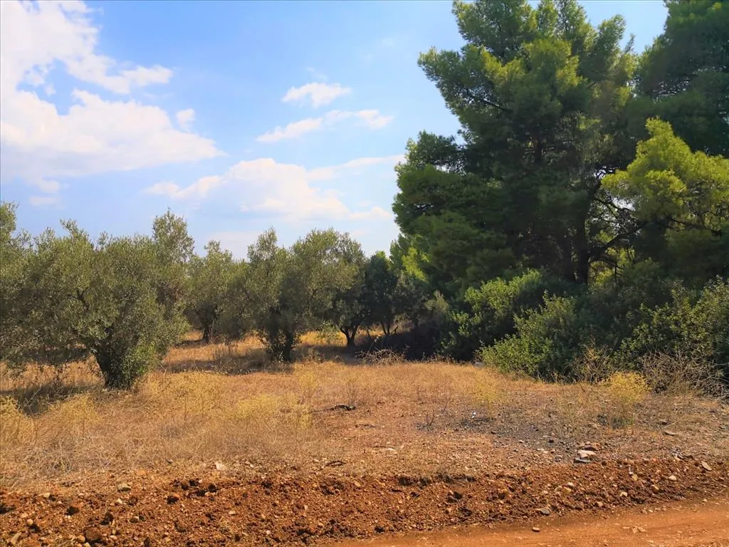 οικόπεδο προς πώληση 15120 τ.μ Πολύγυρος Χαλκιδική