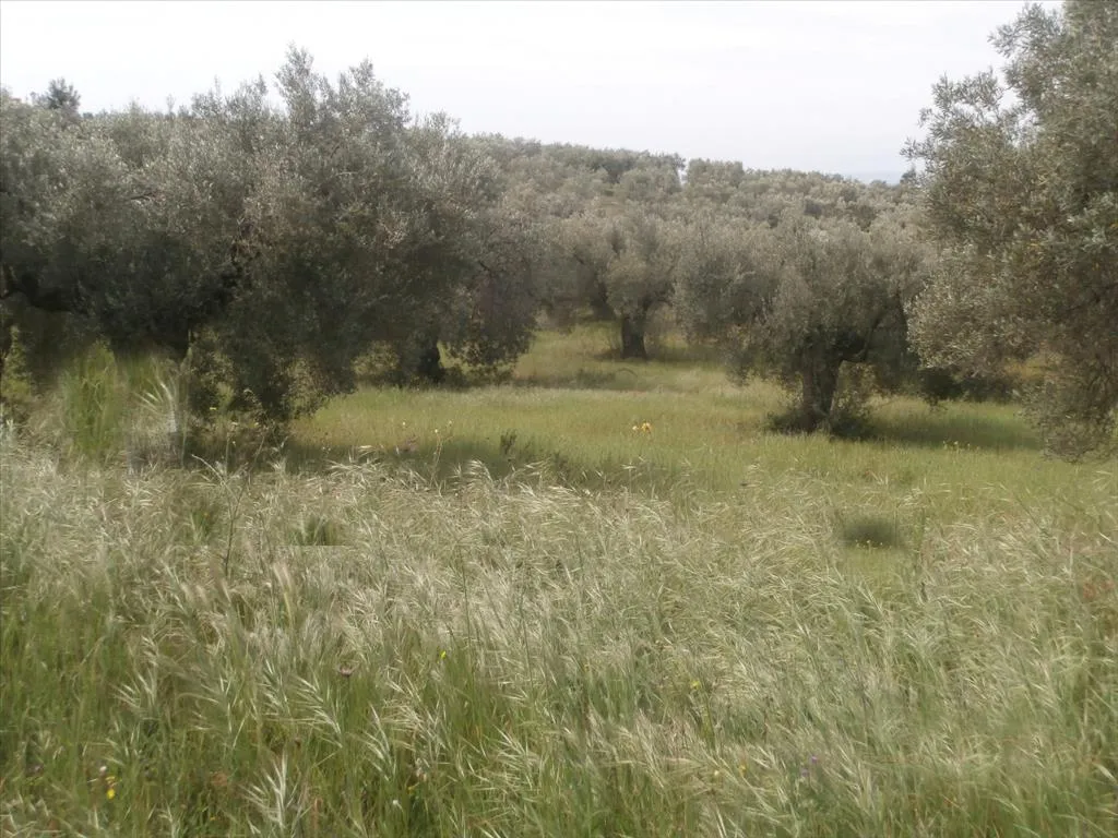 οικόπεδο προς πώληση 3150 τ.μ Σιθωνία Χαλκιδική
