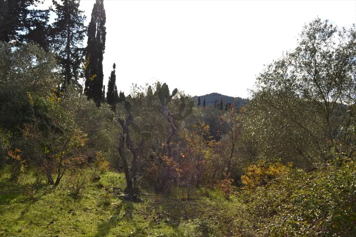 οικόπεδο προς πώληση 20000 τ.μ Κέρκυρα Νομός Κέρκυρας